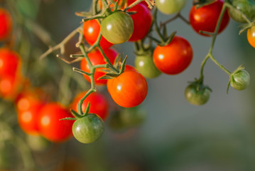 Cherry tomatoes on a branch. Growing tomatoes in a greenhouse.