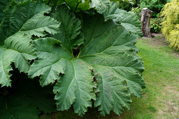 Mammutblatt brasilianische Pflanze