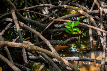 New mangrove plant between roots