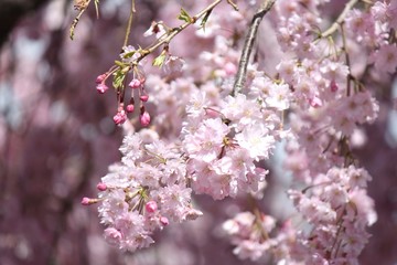 喜多方日中線のしだれ桜