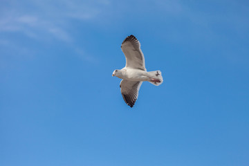 Seagull flying high in the blue sky, freedom concept
