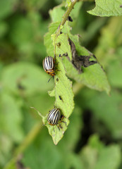Adult insects of Colorado potato beetleo