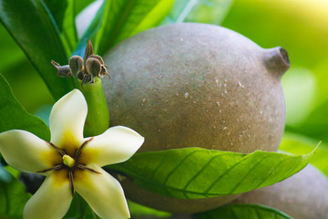 Jenipapo Genipa Americana