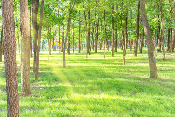 Beautiful sunny park with light beam at green grass