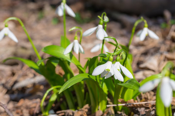 White spring flowers snowdrops in the forest