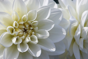 White Dahlia flower
