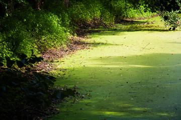 Swamp duckweed green water tree view. Forest swamp duckweed water view. Swam forest tree in duckweed water scene