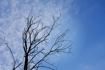 High altitude dead tree under blue sky.