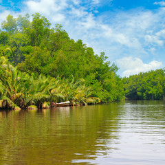 Tropical palm forest on the river bank.