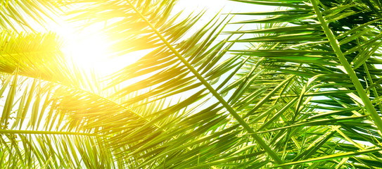 Palm leaves and sun on blue sky. Wide photo.
