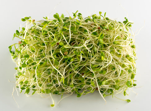Red Clover Sprouts, Micro Green Healthy Eating Concept