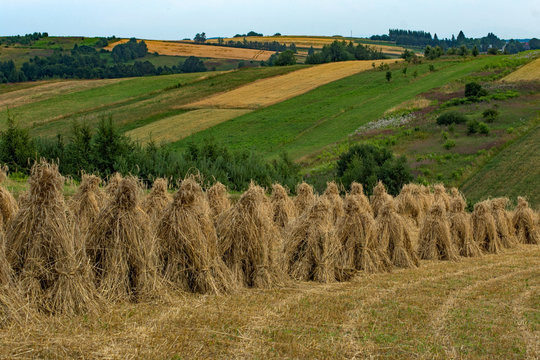 Żniwa