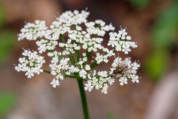 Detail of white flowers cow parsley (Anthriscus sylvestris). A fly is sitting on a flower.