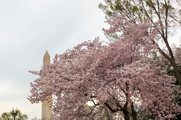 cherry blossoms and washington memorial spring tidal basin washington dc usa