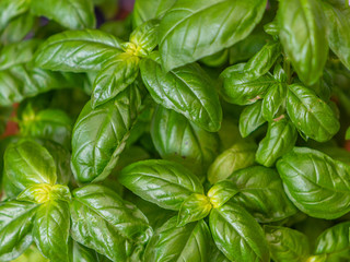 Detail of green leaves of Italian basil
