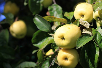 Yellow apples on the tree