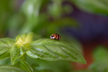 Small red ladybird resting on a green basil leaf