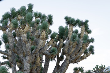 Detail of a Joshua tree displaying new growth, with older fronts drying out.