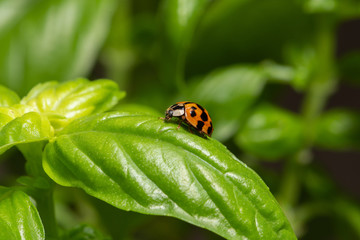 Small red ladybird resting on a green basil leaf
