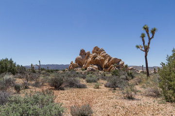 Fototapeta na wymiar ROck outcrop and Joshua Tree in desert