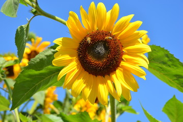 Sonnenblumen als Sonderkulturen werden immer beliebter, neben ihrer Nutzung zur Gewinnung von Sonnenblumen&ouml;l und Sonnenblumenkernen auch als Bienenweide und als Vogel- und Insekten-Nahrung