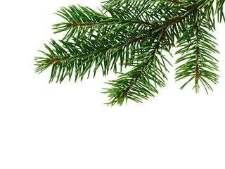 Fir tree branch. Pine branch. Christmas background.