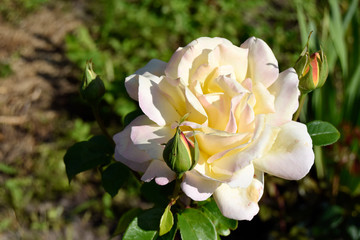 The yellow rose grows in the garden. Beautiful decorative flower with gentle petals.