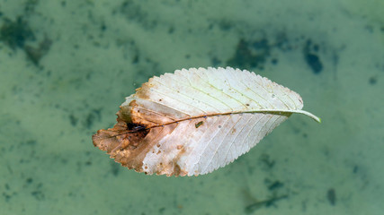 Leaf on water