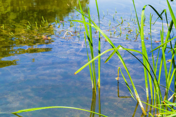 Sedge and water