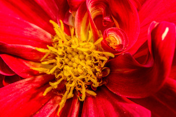 closeup of a flower