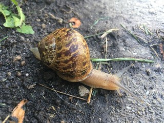 Snail leaving its hideout after the storm