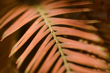 The Golden Needles of the Dawn Redwood in Autumn