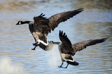 Two Canada Geese Landing in the Blue Still Water