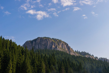 Mountain surrounded by much firs