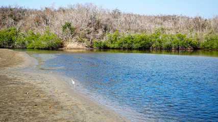 Orilla de un manglar