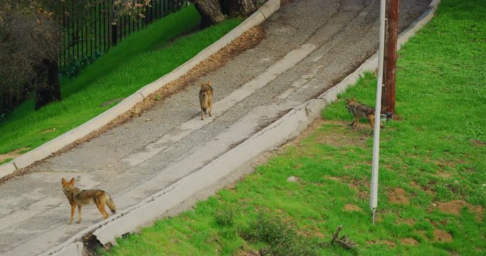 Slow motion of coyotes in Griffith Park in Los Angeles, California