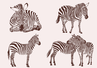 Fototapeta na wymiar Graphical vintage collection of zebras , tattoo and printing illustration