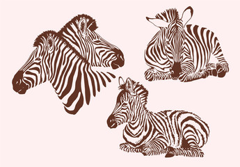 Graphical vintage collection of zebras , tattoo and printing illustration