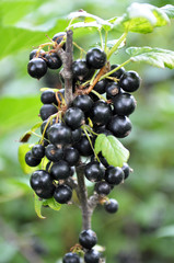 On the bush berries are ripe currant