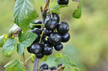 On the bush berries are ripe currant
