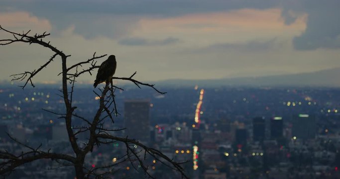 Red tailed hawk seen in Griffith Park, Los Angeles