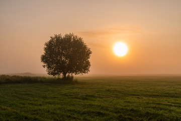 Obraz na płótnie Canvas Lonely tree in the morning mist