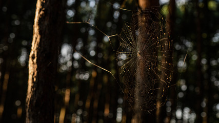pająk - pajęczyna w lesie