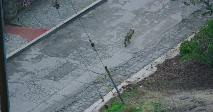 Slow motion of coyotes in Griffith Park in Los Angeles, California