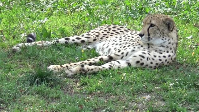 Gepard grzywiasty (Acinonyx jubatus)