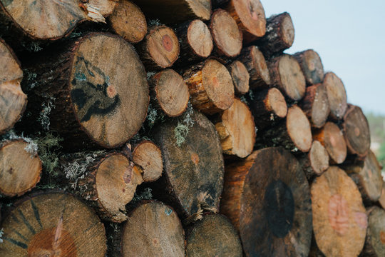 Bunch of chopped round logs stacked on street in daylight