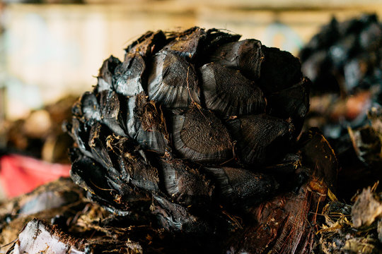 Closeup of cut agave plant in distillation process on blurred background