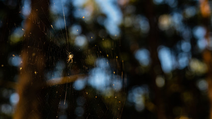 pająk - pajęczyna w lesie - obrazy, fototapety, plakaty
