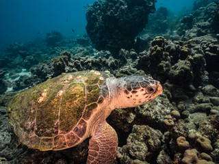 Obraz na płótnie Canvas Loggerhead Sea Turtle in coral reef of Caribbean Sea around Curacao