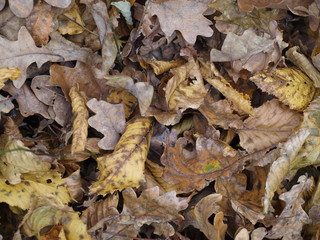Autumn leaves fallen from trees